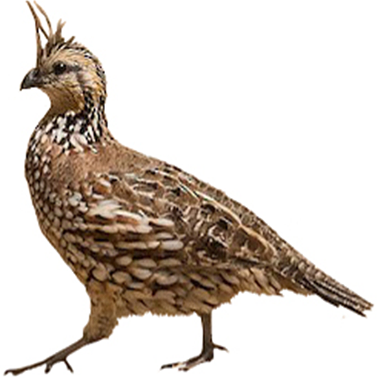 Crested Bobwhite Quail